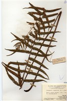 藏品(密毛毛蕨)的圖片